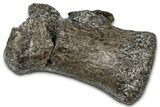 Sauropod (Barosaurus?) Distal Caudal Vertebra - Wyoming #377913-1
